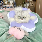 圆圆