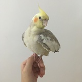 波利
