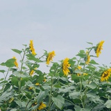 丨薇