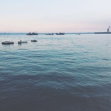 dolphincdy