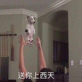 汤圆