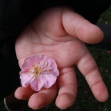 江夏•花小匠