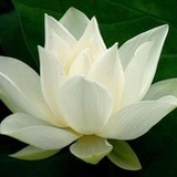 法无我