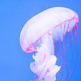 JellyfishAzul
