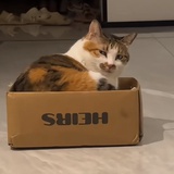 fate小面面