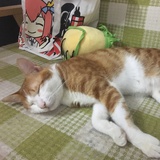 皮皮鲁和噜噜猪