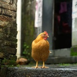 丫丫呀