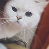 只为真心