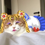 葵泪