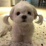 嘻嘻嘻