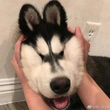 蓬皮米亚