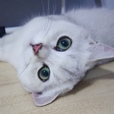 淡然の微笑