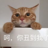 爱猫人士