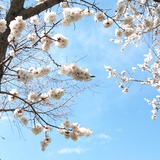 森林