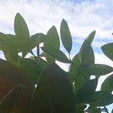 小丸子