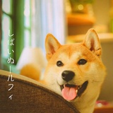 mondaydoge