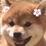 怼怼