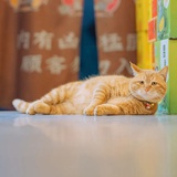 塔塔