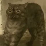 张辽榜一孙十万