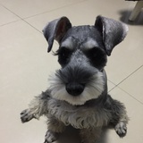 考拉