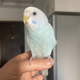 椰子饼