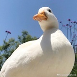 乱萌
