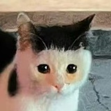 Paprika