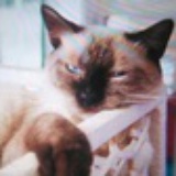 猫小文系小文