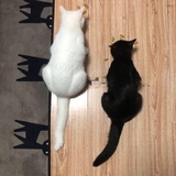 漫长灰色