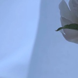 豆瓣用户