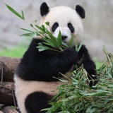 树上的男爵