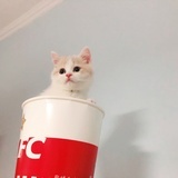 一只小黄桃