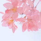 西西子