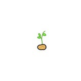 potato