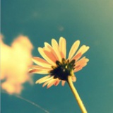 Sunshine Girl