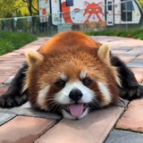 feiyu