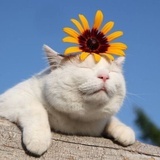 🐱