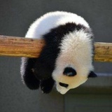 🔖薯片达人