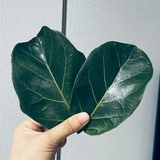 铜盘