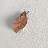 歧怀