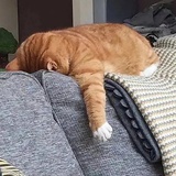 貌似躺了只猫