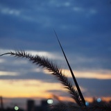 漠沙
