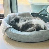 嘻嘻不是猪