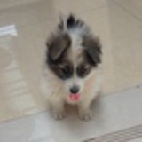 Jessie
