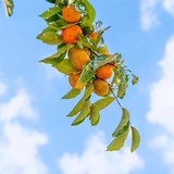 岁月流金
