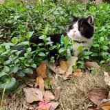 迷猫榖榖
