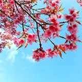 小虫虫