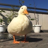 格林尼治鹅
