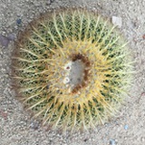 点头爱好者