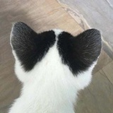 猪梨鸭